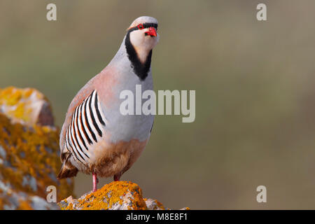 Aziatische Steenpatrijs staand op marcisce, Chukar arroccato al rock Foto Stock