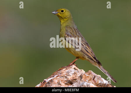 Smyrnagors zittend op marcisce; Cinereous Bunting appollaiato sulla roccia Foto Stock