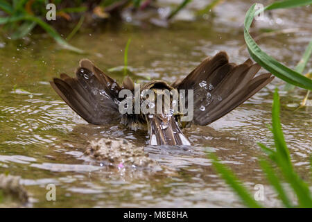 Smyrnagors zich wassend; Cinereous pavese di lavaggio Foto Stock