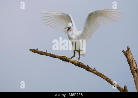 Kleine Zilverreiger; Garzetta Foto Stock