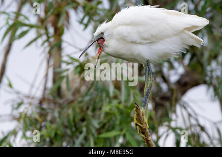 Roepende Kleine Zilverreiger, chiamando la garzetta Foto Stock