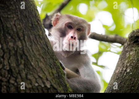 Scimmia macaco appollaiate su albero Foto Stock