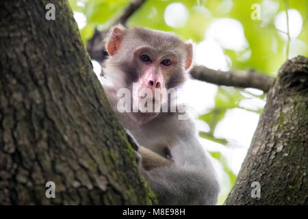 Scimmia macaco appollaiate su albero Foto Stock