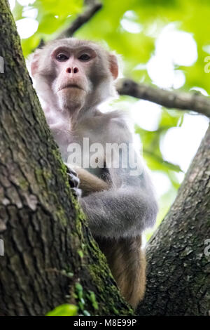 Scimmia macaco appollaiate su albero Foto Stock