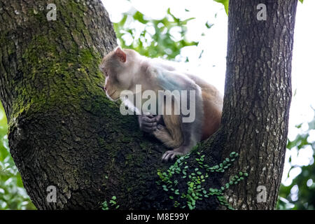 Scimmia macaco appollaiate su albero Foto Stock