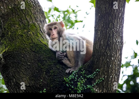 Scimmia macaco appollaiate su albero Foto Stock