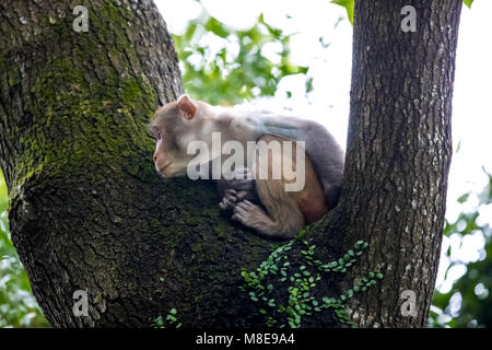 Scimmia macaco appollaiate su albero Foto Stock