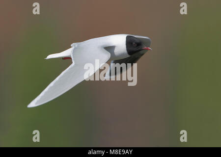 In Dwergmeeuw zomerkleed vliegend; Little Gull in estate piumaggio battenti Foto Stock