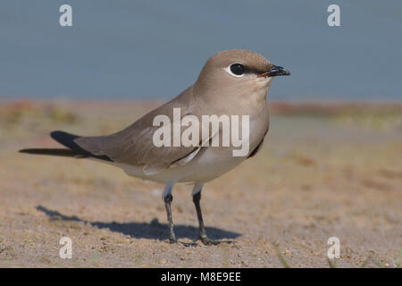 Kleine Vorkstaartplevier op de oever; poco Pratincole sulla riva Foto Stock