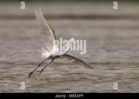 Immagine di uccelli da Daniele Occhiato Foto Stock