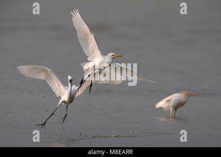 Immagine di uccelli da Daniele Occhiato Foto Stock