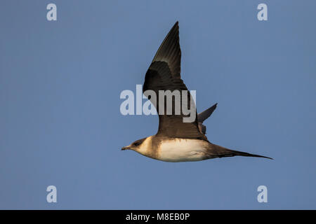 Kleinste Jager in vlucht, Long-tailed Skua in volo Foto Stock