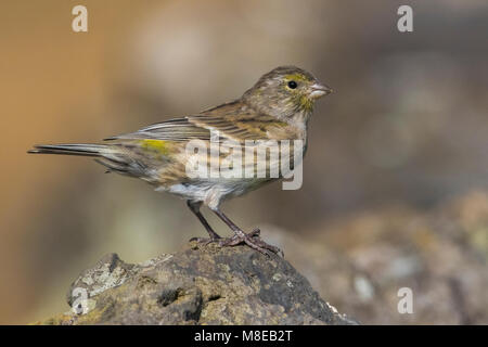 Atlantico, Canarie Kanarie Foto Stock