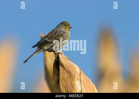 Atlantico, Canarie Kanarie Foto Stock