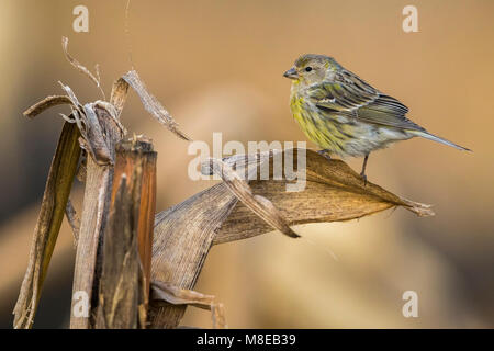 Atlantico, Canarie Kanarie Foto Stock