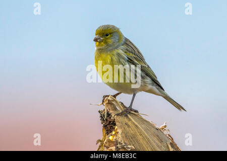 Atlantico, Canarie Kanarie Foto Stock