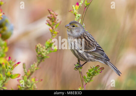 Atlantico, Canarie Kanarie Foto Stock