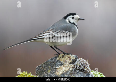 Volwassen Witte kwikstaart; Adulti Wagtail bianco Foto Stock