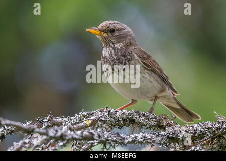 Vrouwtje Zwartkeellijster; nero-throated Tordo femmina Foto Stock