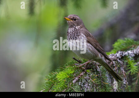 Vrouwtje Zwartkeellijster; nero-throated Tordo femmina Foto Stock