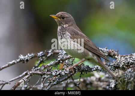 Vrouwtje Zwartkeellijster; nero-throated Tordo femmina Foto Stock