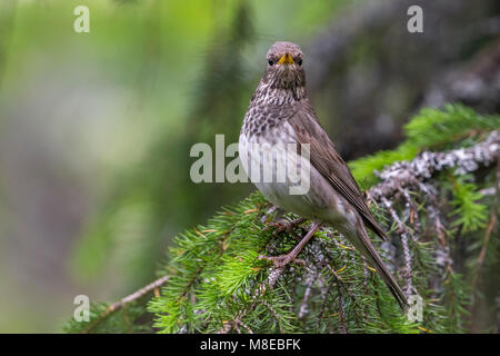 Vrouwtje Zwartkeellijster; nero-throated Tordo femmina Foto Stock