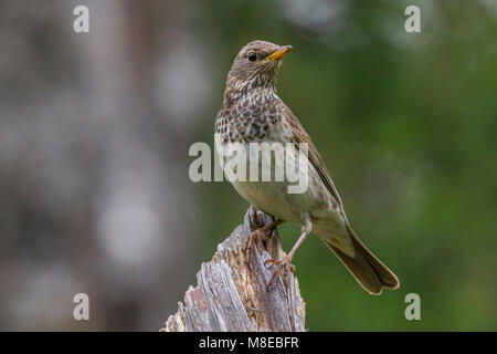 Vrouwtje Zwartkeellijster; nero-throated Tordo femmina Foto Stock