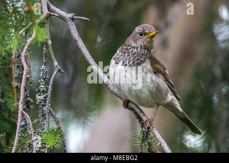 Vrouwtje Zwartkeellijster; nero-throated Tordo femmina Foto Stock