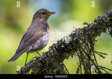 Vrouwtje Zwartkeellijster; nero-throated Tordo femmina Foto Stock