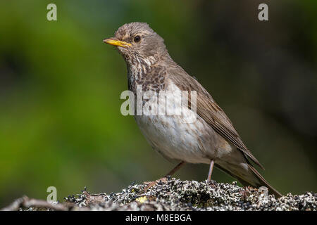 Vrouwtje Zwartkeellijster; nero-throated Tordo femmina Foto Stock