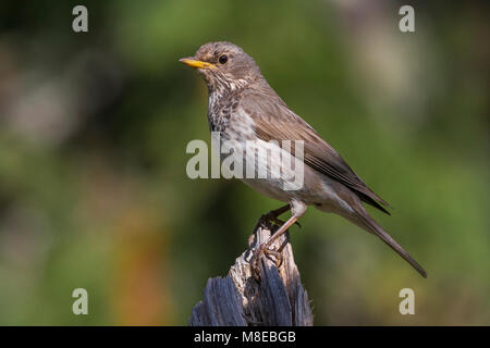 Vrouwtje Zwartkeellijster; nero-throated Tordo femmina Foto Stock