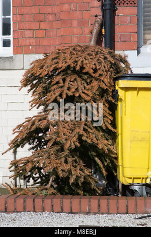 Scartato albero di Natale a sinistra fuori dall'edificio capovolto appoggiata contro la parete accanto al cassonetto giallo Foto Stock