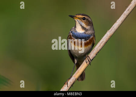 In Blauwborst winterkleed, bianco-spotted pettazzurro in winterplumage Foto Stock