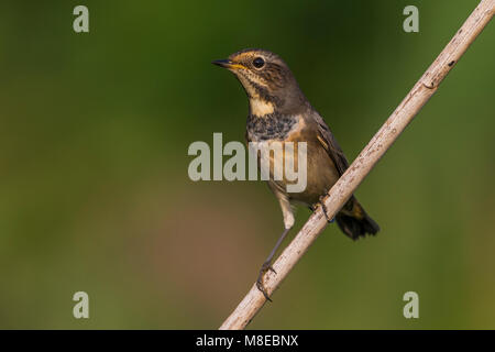 In Blauwborst winterkleed, bianco-spotted pettazzurro in winterplumage Foto Stock