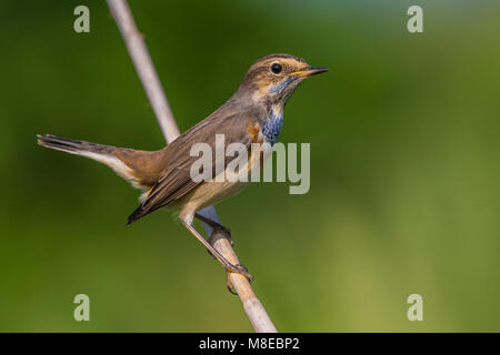 In Blauwborst winterkleed, bianco-spotted pettazzurro in winterplumage Foto Stock