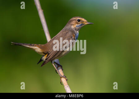 In Blauwborst winterkleed, bianco-spotted pettazzurro in winterplumage Foto Stock