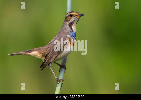 In Blauwborst winterkleed, bianco-spotted pettazzurro in winterplumage Foto Stock