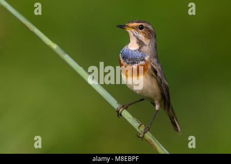 In Blauwborst winterkleed, bianco-spotted pettazzurro in winterplumage Foto Stock