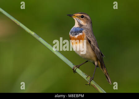 In Blauwborst winterkleed, bianco-spotted pettazzurro in winterplumage Foto Stock