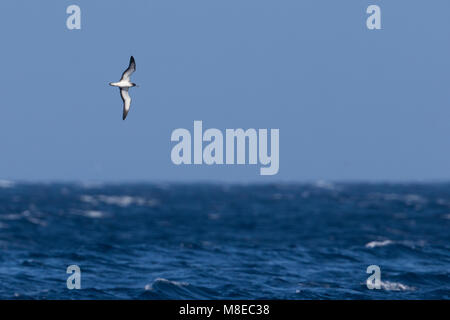 Kaapverdische Pijlstormvogel; Capo Verde Shearwater Foto Stock