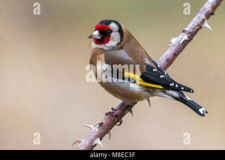 Putter; Eurasian Cardellino Foto Stock