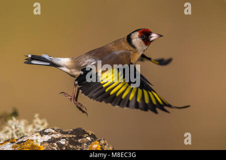 Putter; Eurasian Cardellino Foto Stock