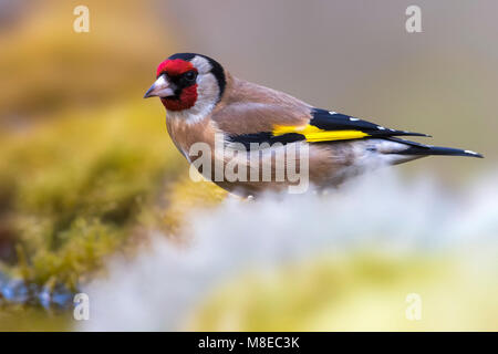 Putter; Eurasian Cardellino Foto Stock