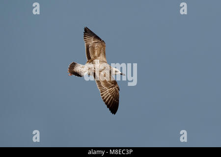 Pontische Onvolwassen Meeuw, Caspian Gull immaturo Foto Stock