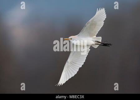 Volwassen Koereiger in de vlucht; bovini adulti Garzetta in volo Foto Stock