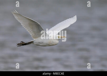 Volwassen Koereiger in de vlucht; bovini adulti Garzetta in volo Foto Stock