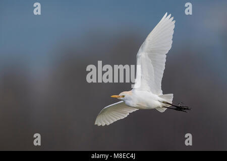 Volwassen Koereiger in de vlucht; bovini adulti Garzetta in volo Foto Stock