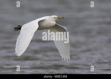 Volwassen Koereiger in de vlucht; bovini adulti Garzetta in volo Foto Stock