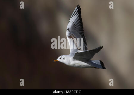 Winterkleed Kokmeeuw vliegend; nero-headed Gull in winterplumage battenti Foto Stock