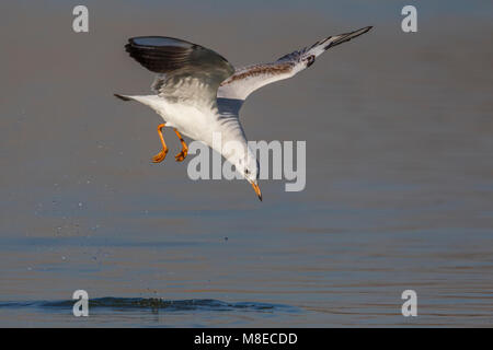 Winterkleed Kokmeeuw vliegend; nero-headed Gull in winterplumage battenti Foto Stock